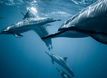 星空体育中国-莫泰周琦先后建功助球队逆转 新疆双塔实在太无解